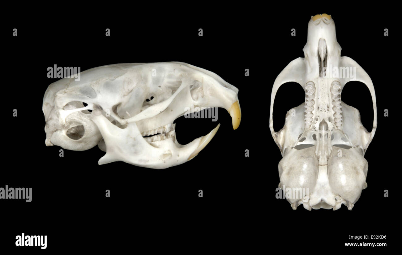 Short-tailed Vole (Field Vole) skull - Microtus agrestis Stock Photo