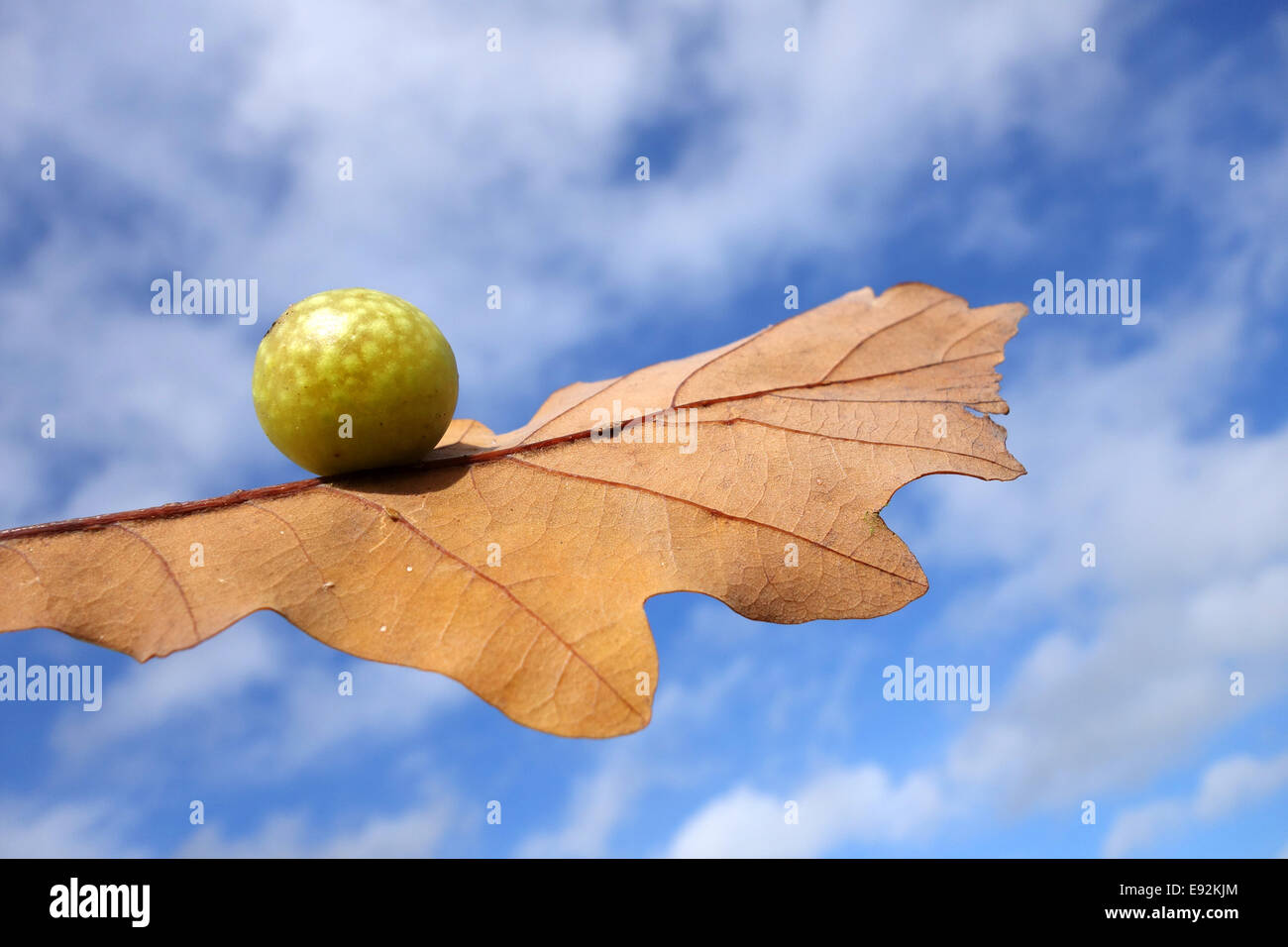Oak apple on tree leaf against blue sky Stock Photo