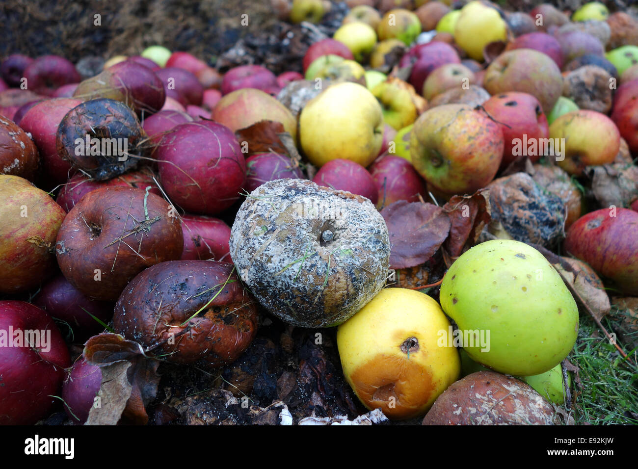 Apples apple rotting rotten garden compost fruit uk Stock Photo Alamy