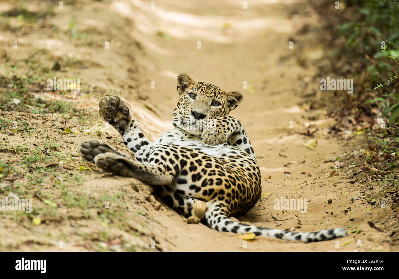 Leopard lazing in the afternoon at Wilpattu National Park Sri Lanka Stock Photo