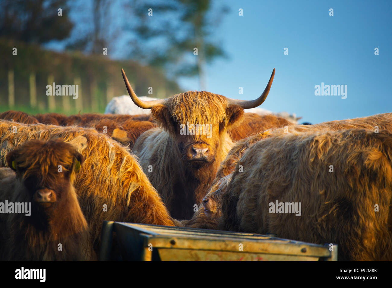 Highland beef cattle Stock Photo