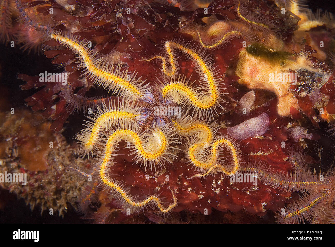 Brittle Starfish at California underwater reef Stock Photo Alamy