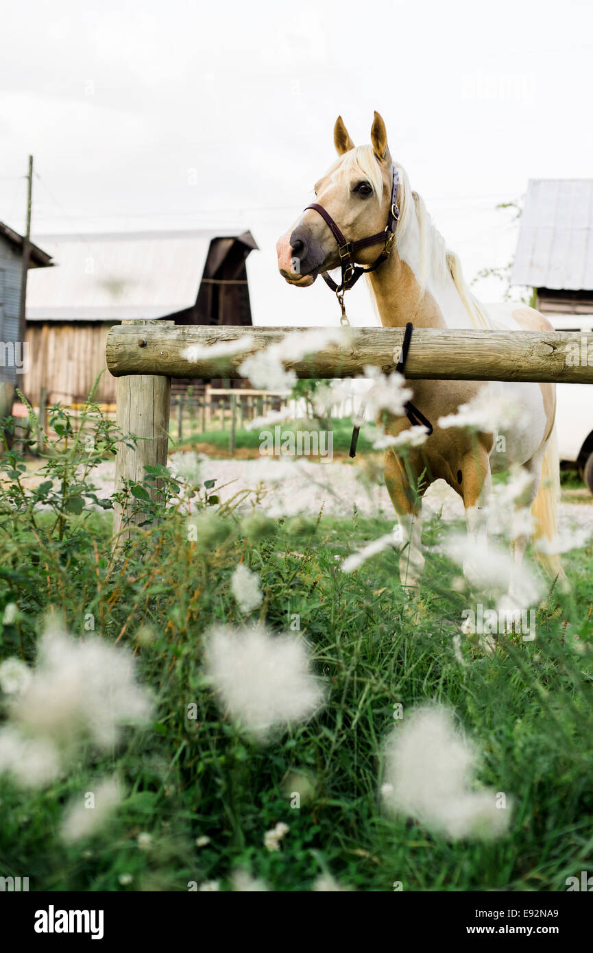 Horse Tied to Post on Farm, Wildflowers in Foreground Stock Photo