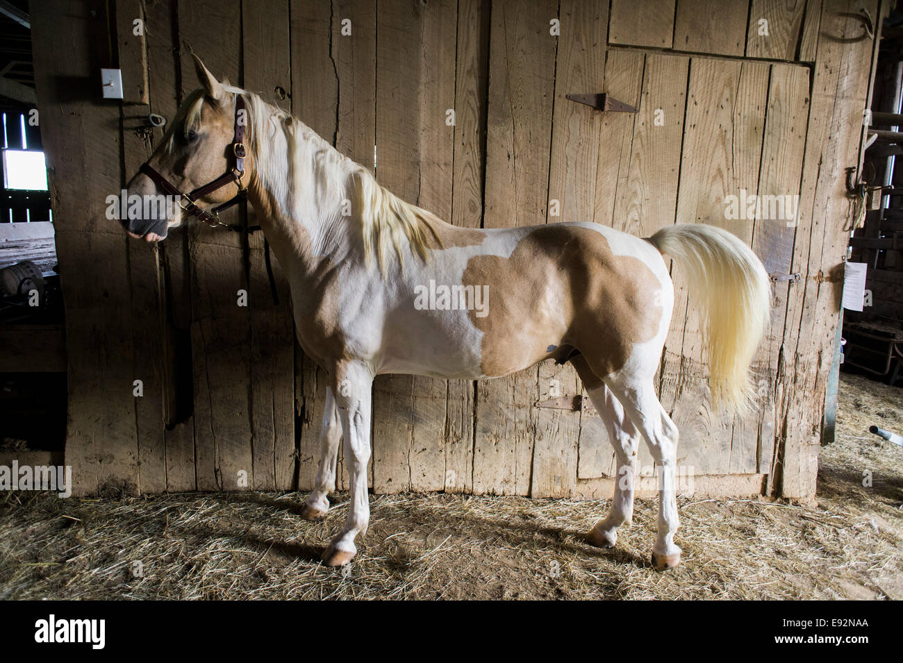 Horse Tied in Barn, Profile Stock Photo