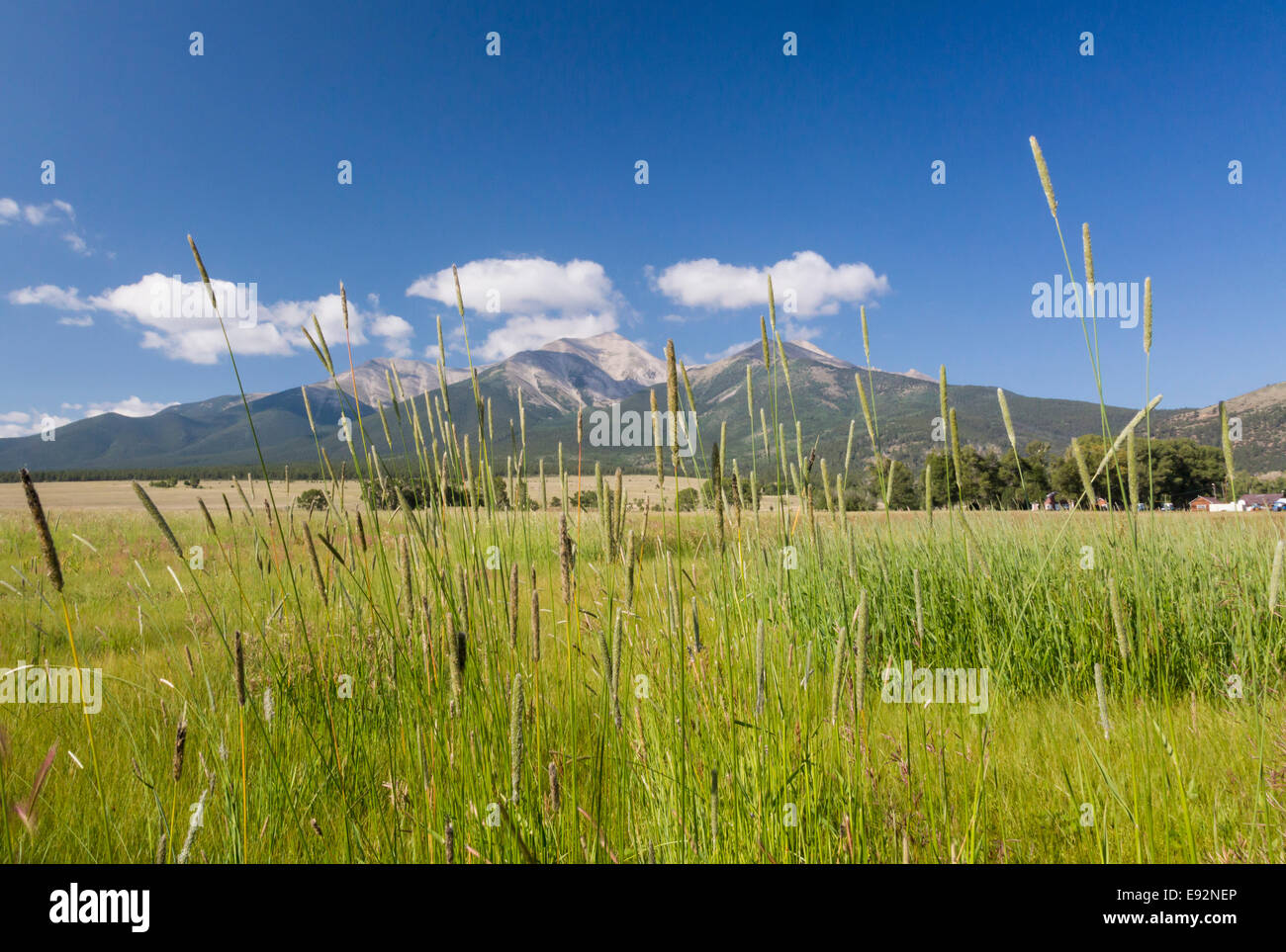 Grasses and farmland frame Mount Princeton, Buena Vista, Colorado, USA Stock Photo