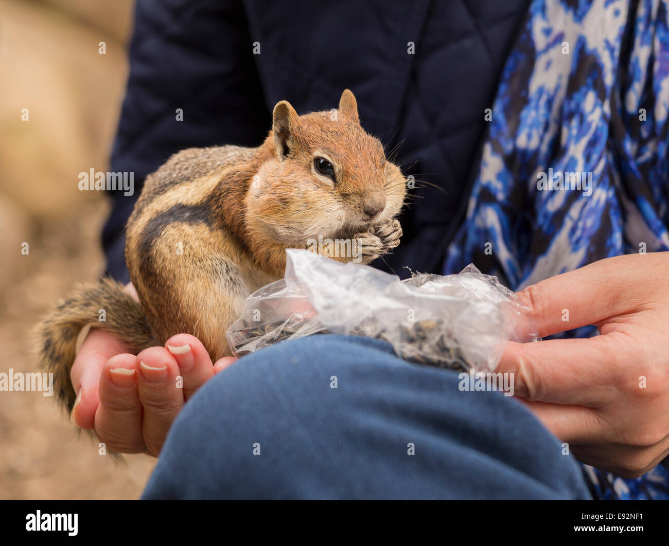 Eastern Chipmunk being feed seeds and nuts, USA Stock Photo