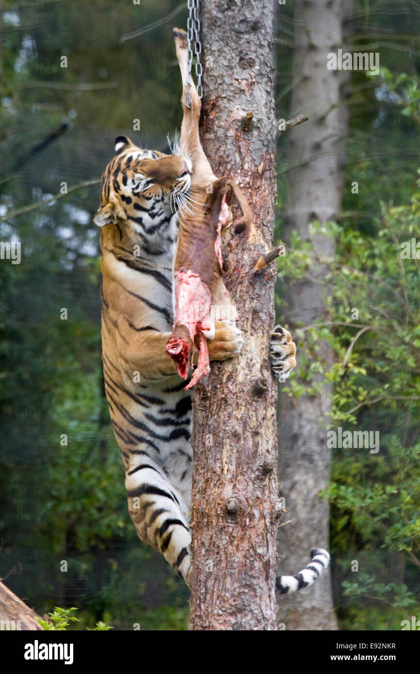 Bengal Tiger leaping up a tree to feed on raw meat Stock Photo