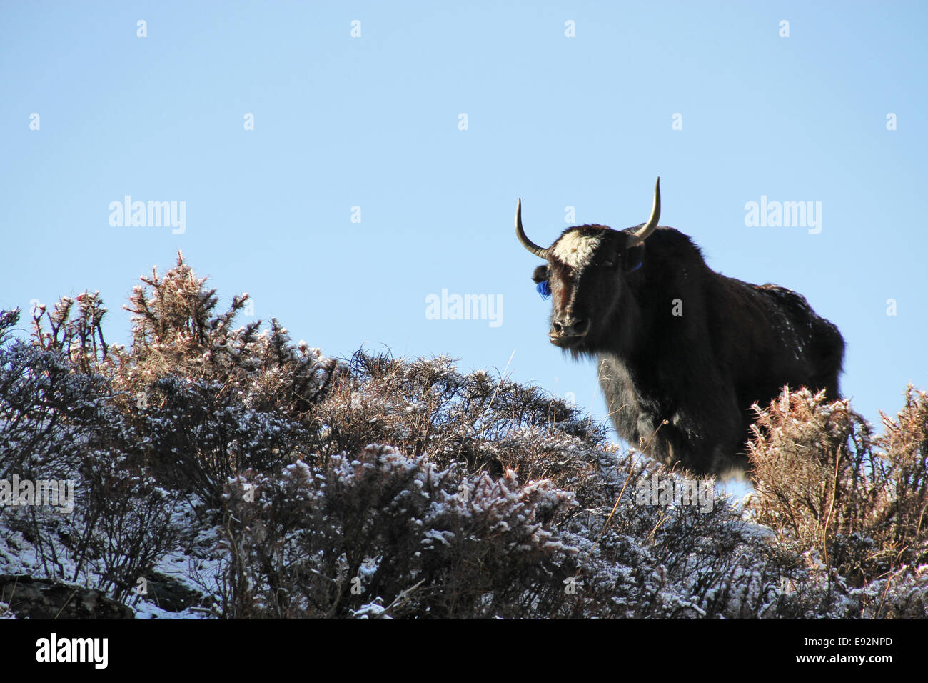 Yak in the early morning sun, Manang District, Nepal Stock Photo