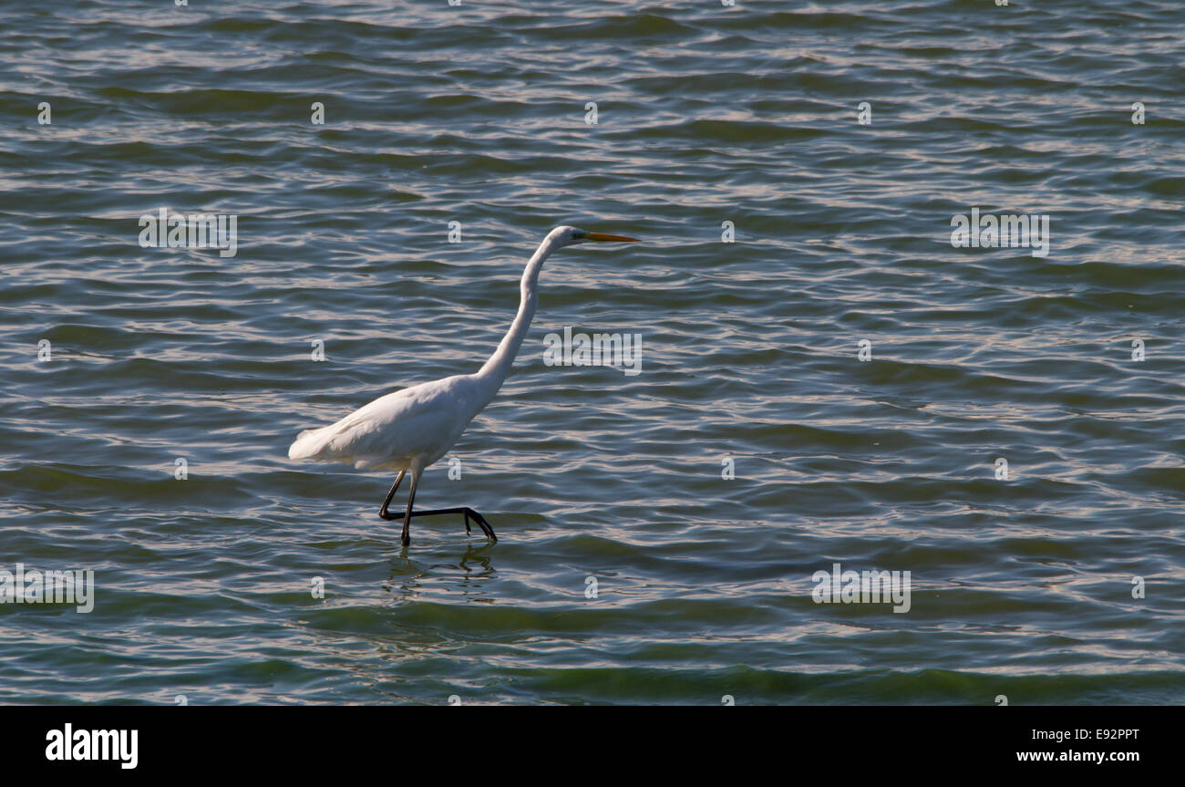 Great Egret in Lake, Kent UK Stock Photo
