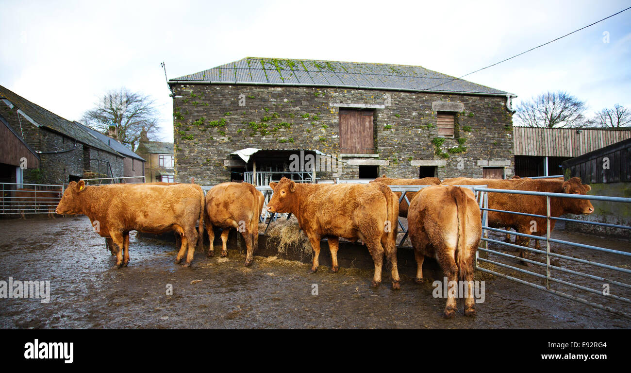 Pedigree South Devon beef Cattle in a west country farm yard in the UK ...