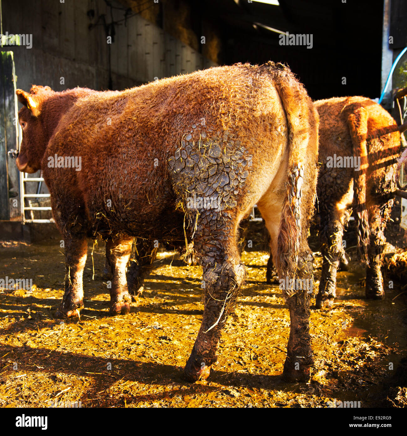 South Devon Beef Cattle Stock Photo