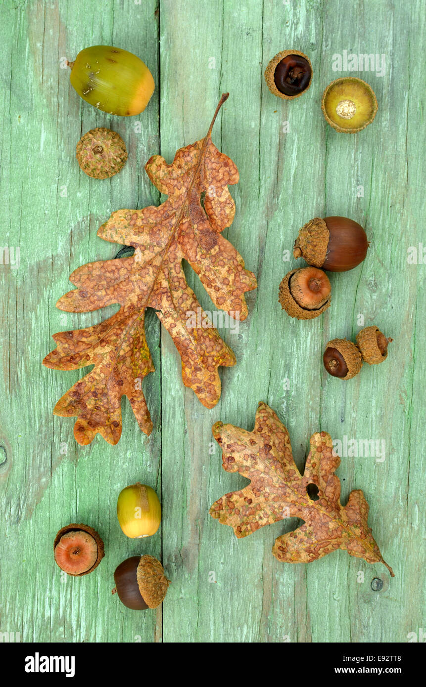 Garry Oak leaves and acorns on rustic green wooden background for a Fall theme Stock Photo