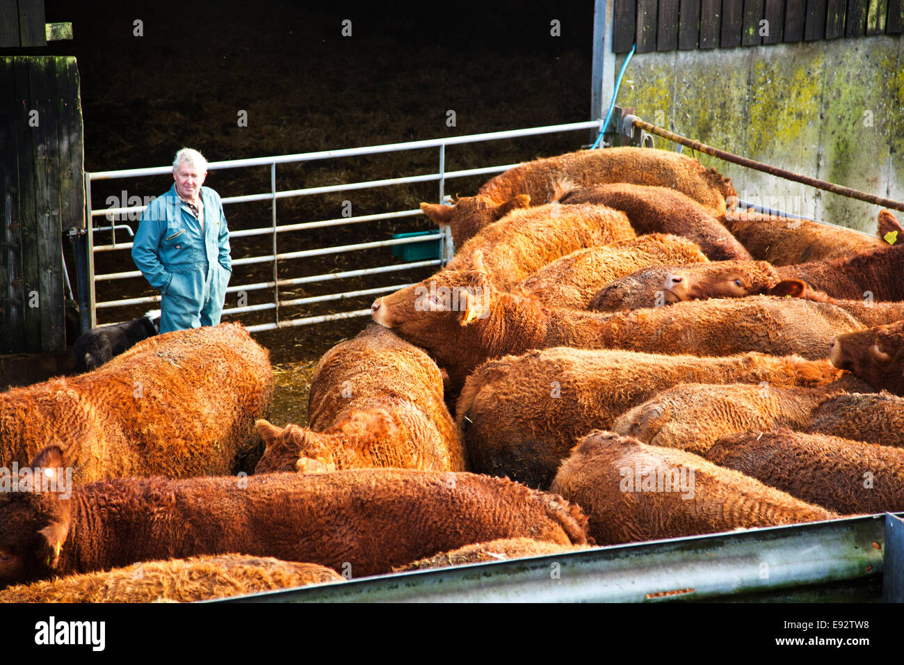 A farmer looks over his prize South Devon beef Cattle Stock Photo