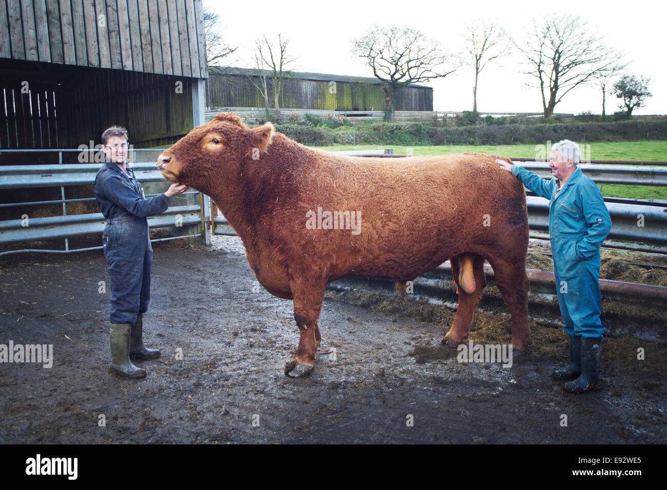 A prize South Devon Bull Stock Photo