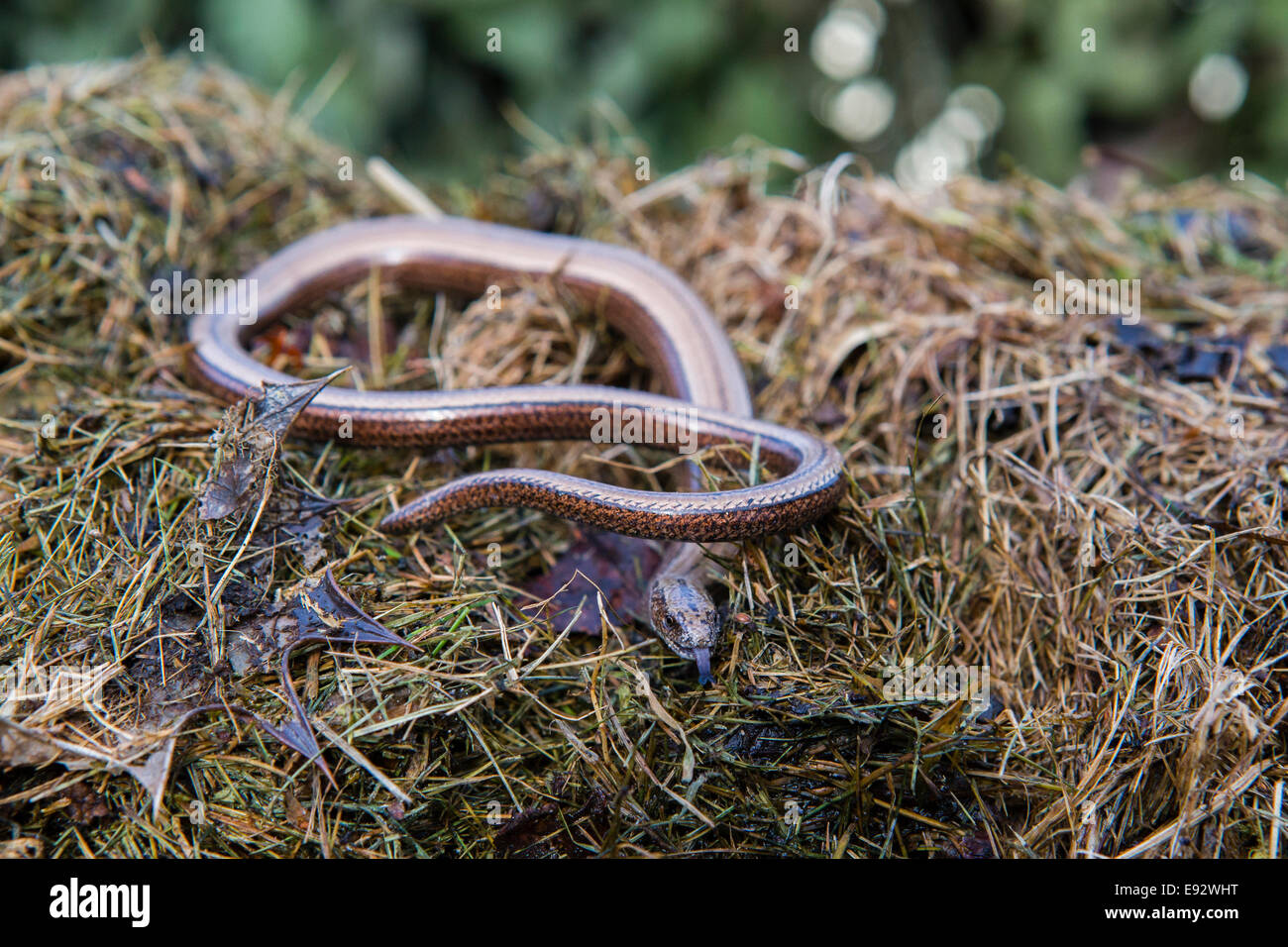 Slow worm uk compost heap hires stock photography and images Alamy