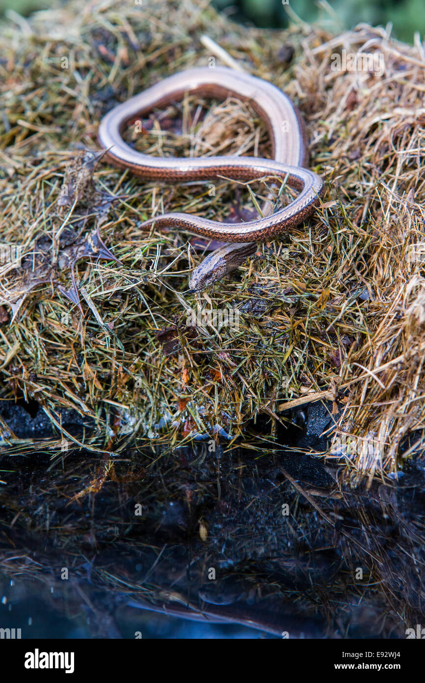 A slow worm on a compost heap. It is reflected in a small pool of water
