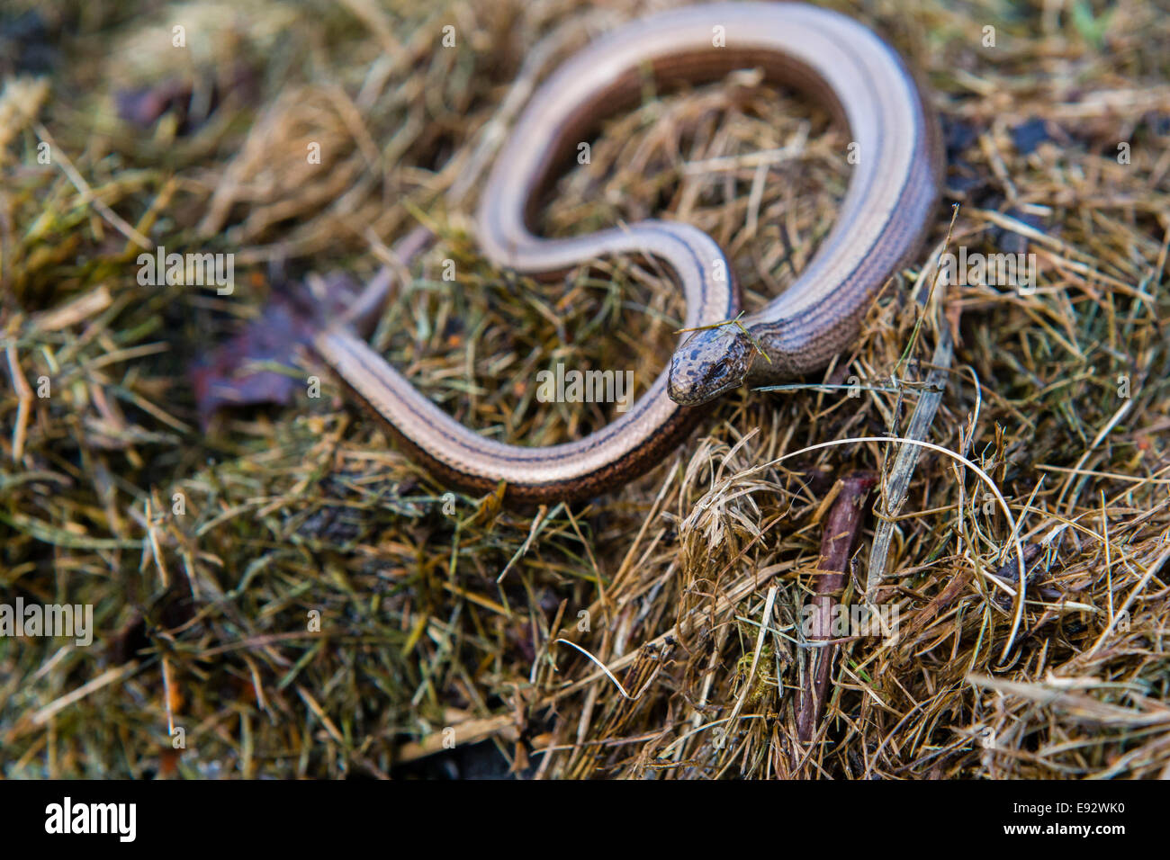 Slow worm compost heap hires stock photography and images Alamy