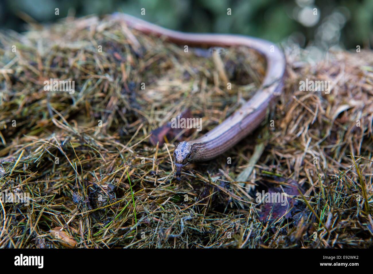 Slow worm compost heap hires stock photography and images Alamy