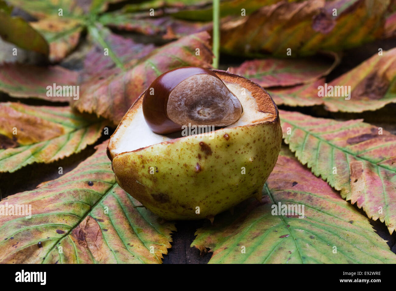 Aesculus hippocastanum. A single horse chestnut in it's casing. Stock Photo