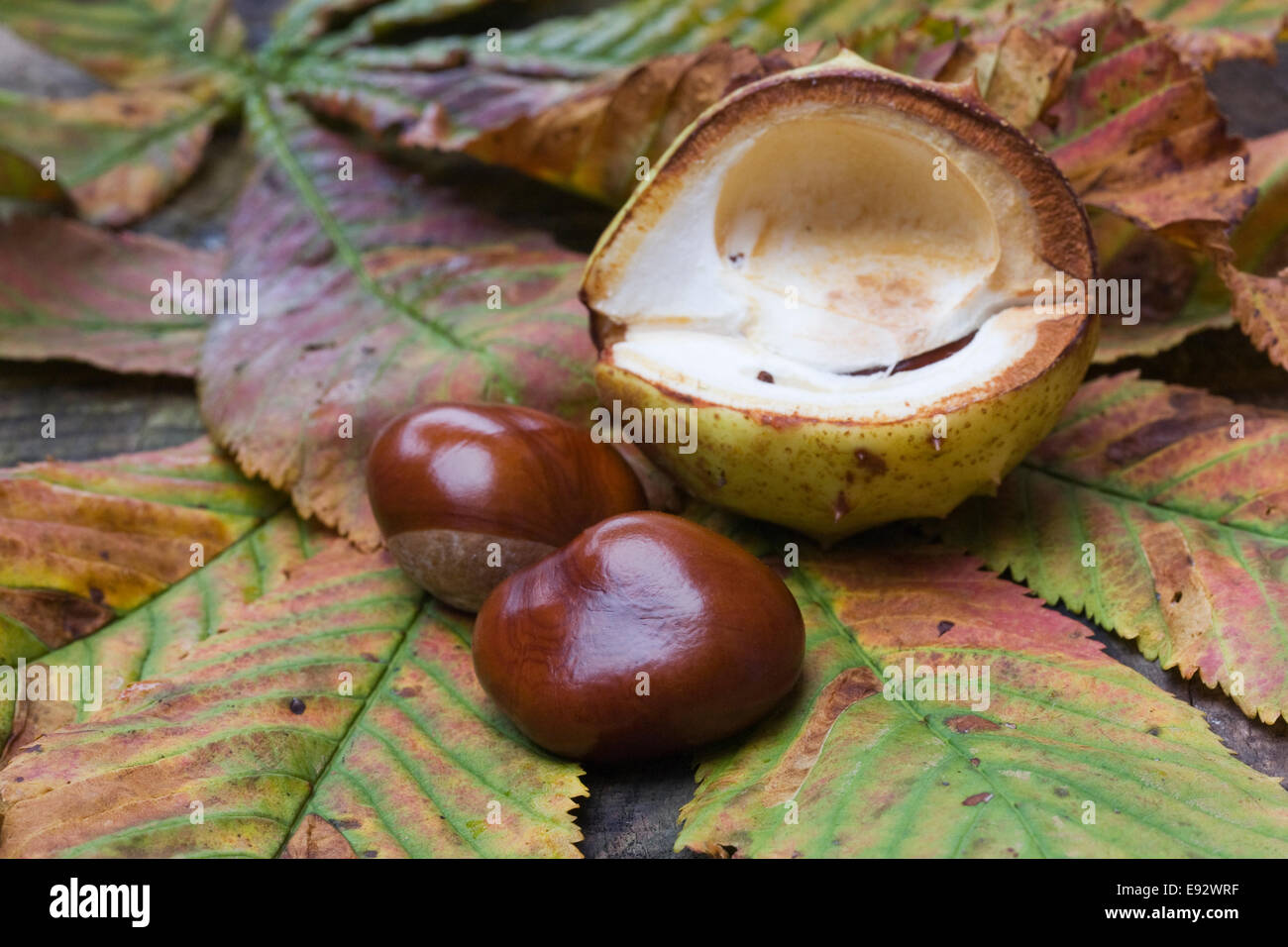 Aesculus hippocastanum. Two horse chestnuts on leaves. Stock Photo