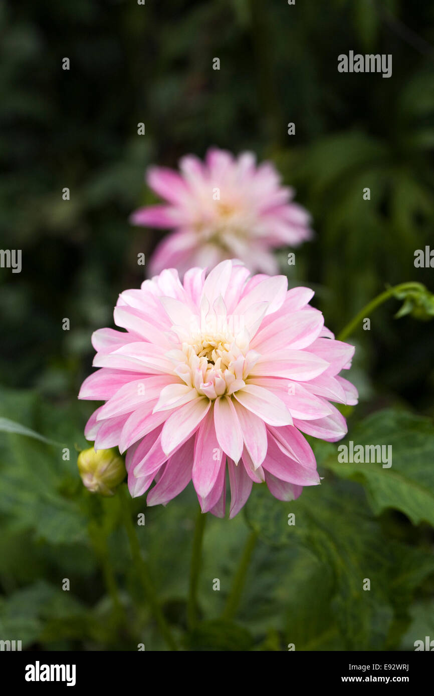 Pink Dahlias in an herbaceous border. Stock Photo