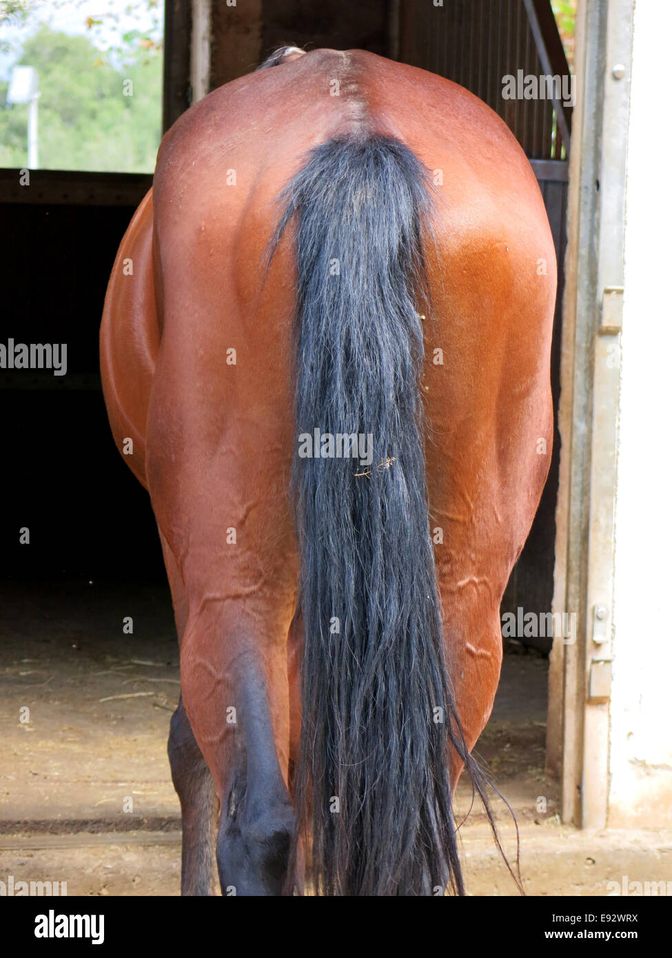 Mos Rear Horse Muscular black horse hi-res stock photography and images - Alamy