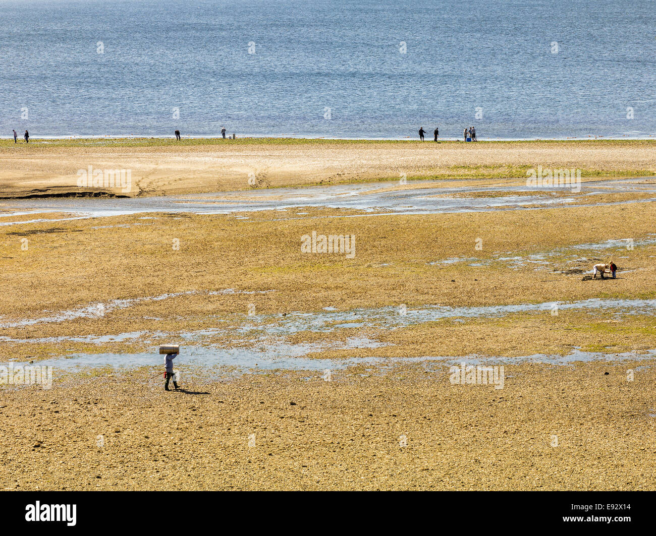 Clam diggers at low tide search for fresh live clams Stock Photo Alamy