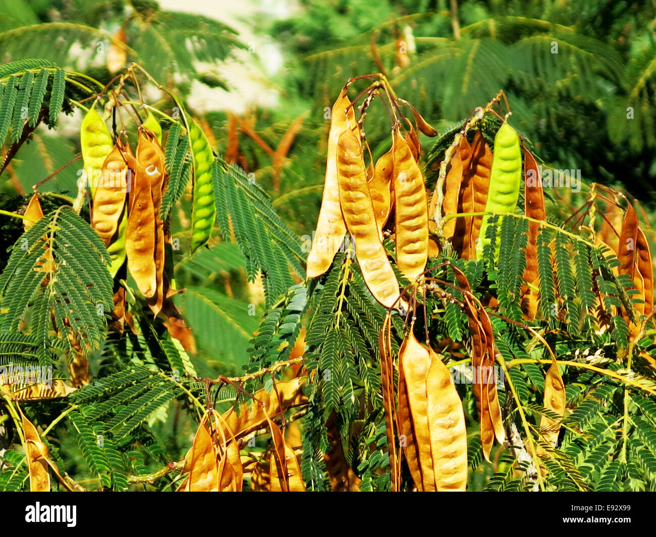 Hanging pods from trees sale