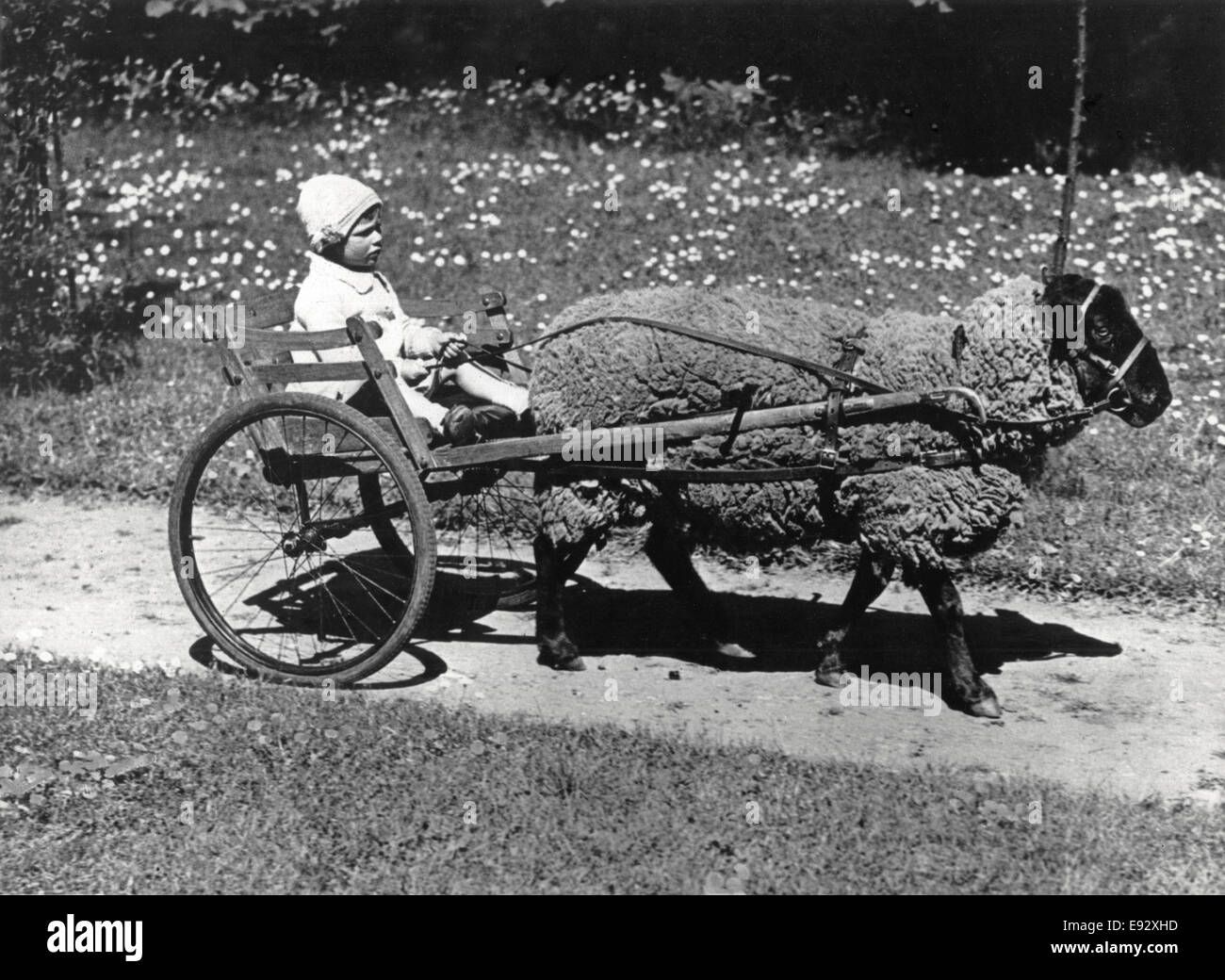 Young Child in Cart Pulled by Ram, 1935 Stock Photo