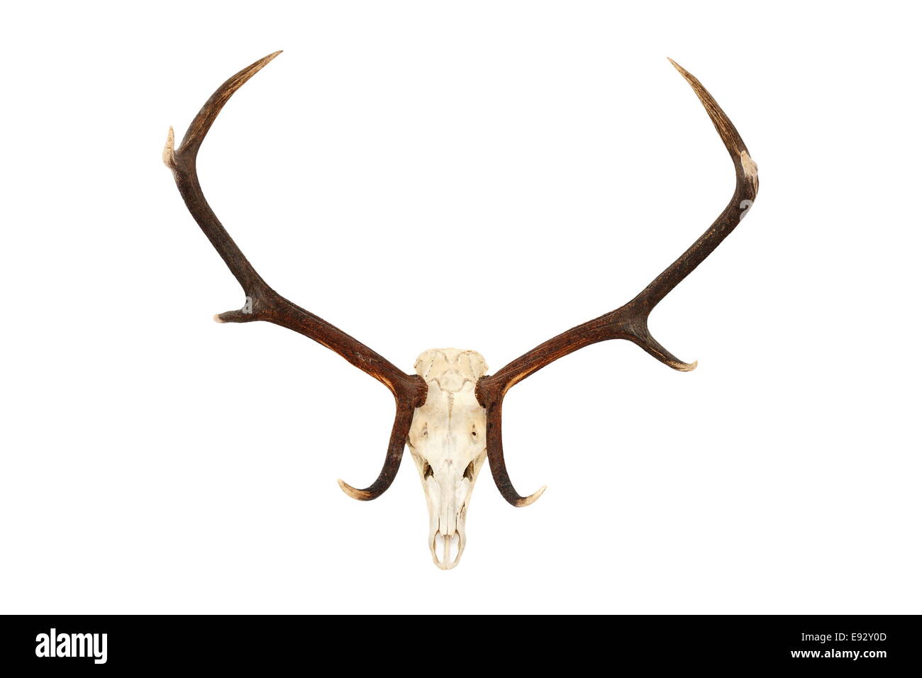 big red deer stag ( Cervus elaphus ) hunting trophy isolated over white background, wild animal from Romania Stock Photo