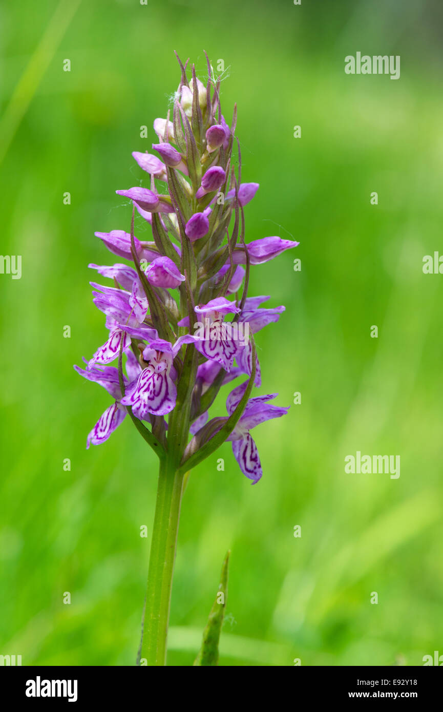 Wild Leopard Marsh Orchid in nature Stock Photo