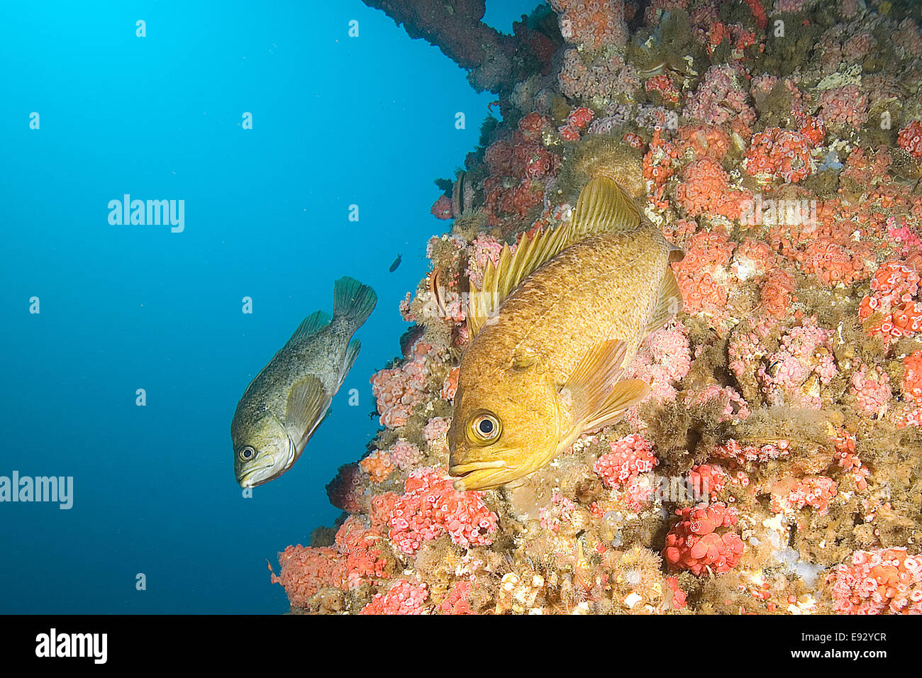 Rockfish swimming underwater at Oil Rig Platform Stock Photo