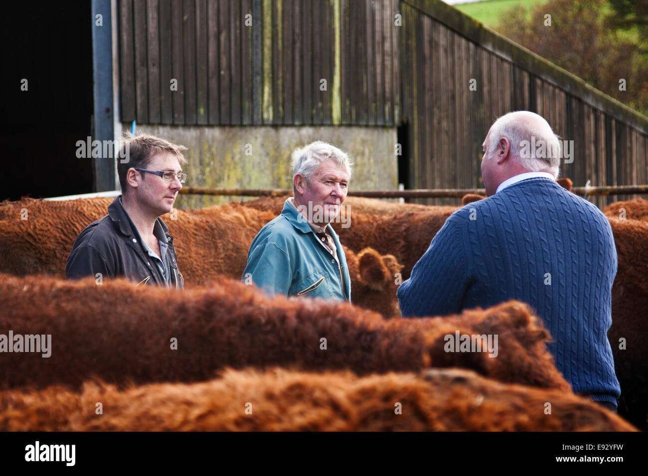 Farmers and butcher looking over cattle Stock Photo