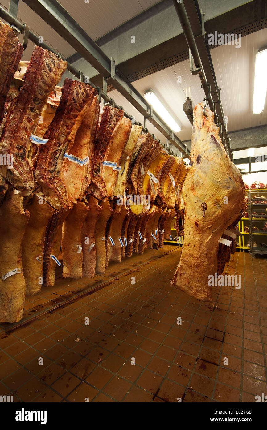 Meat hanging in slaughterhouse hi-res stock photography and images - Alamy