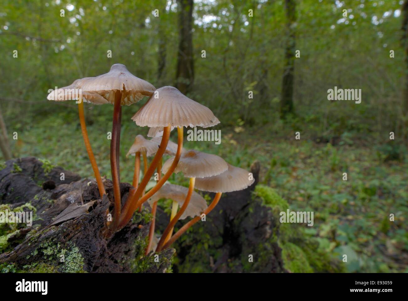 Clustered bonnet mushrooms (Mycena inclinata) growing from a rotting treestump in deciduous woodland, Gloucestershire, UK. Stock Photo