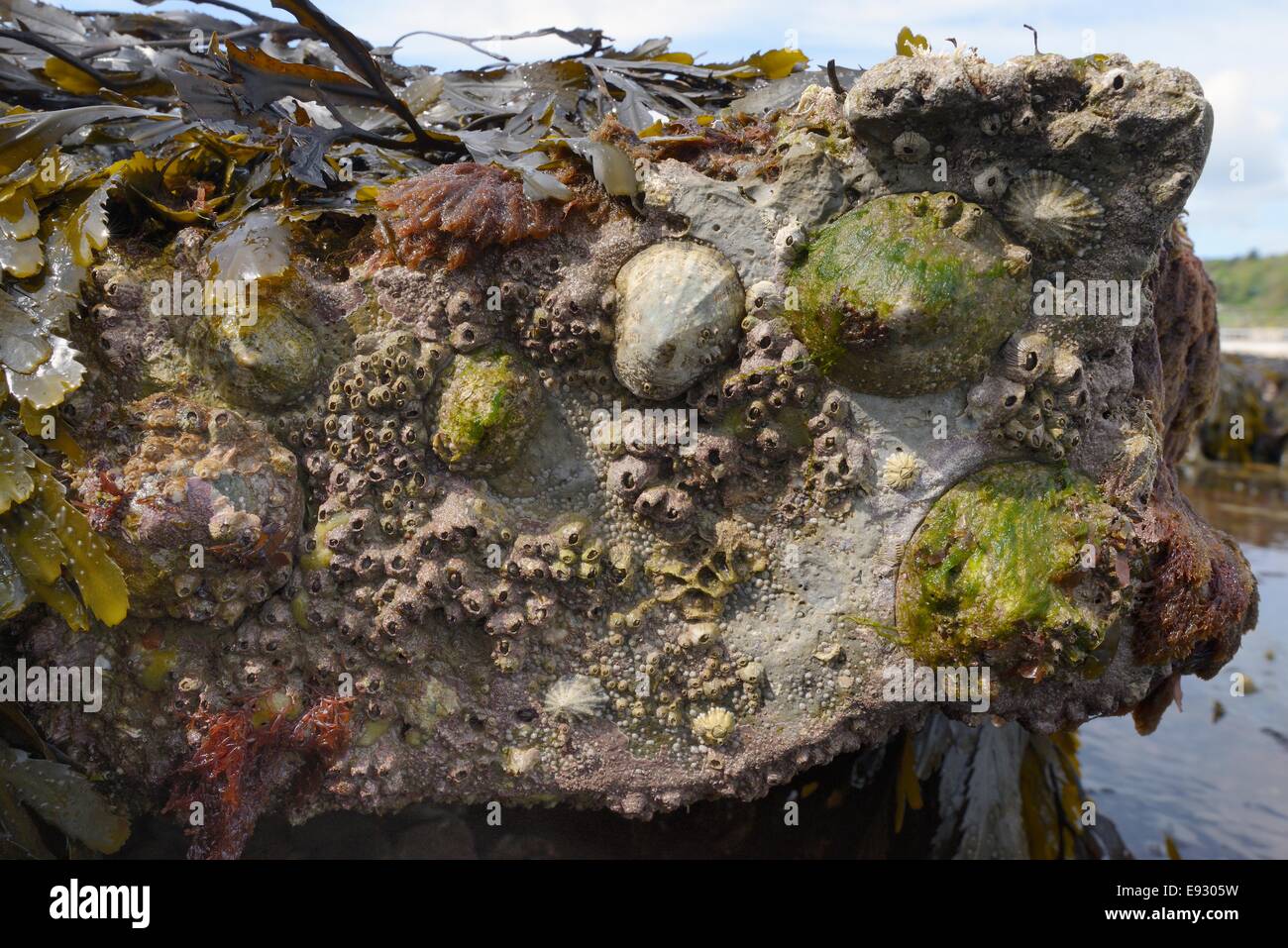 Common limpets (Patella vulgata) and Acorn barnacles (Balanus perforatus) attached to rocks exposed at low tide, Lyme Regis. Stock Photo