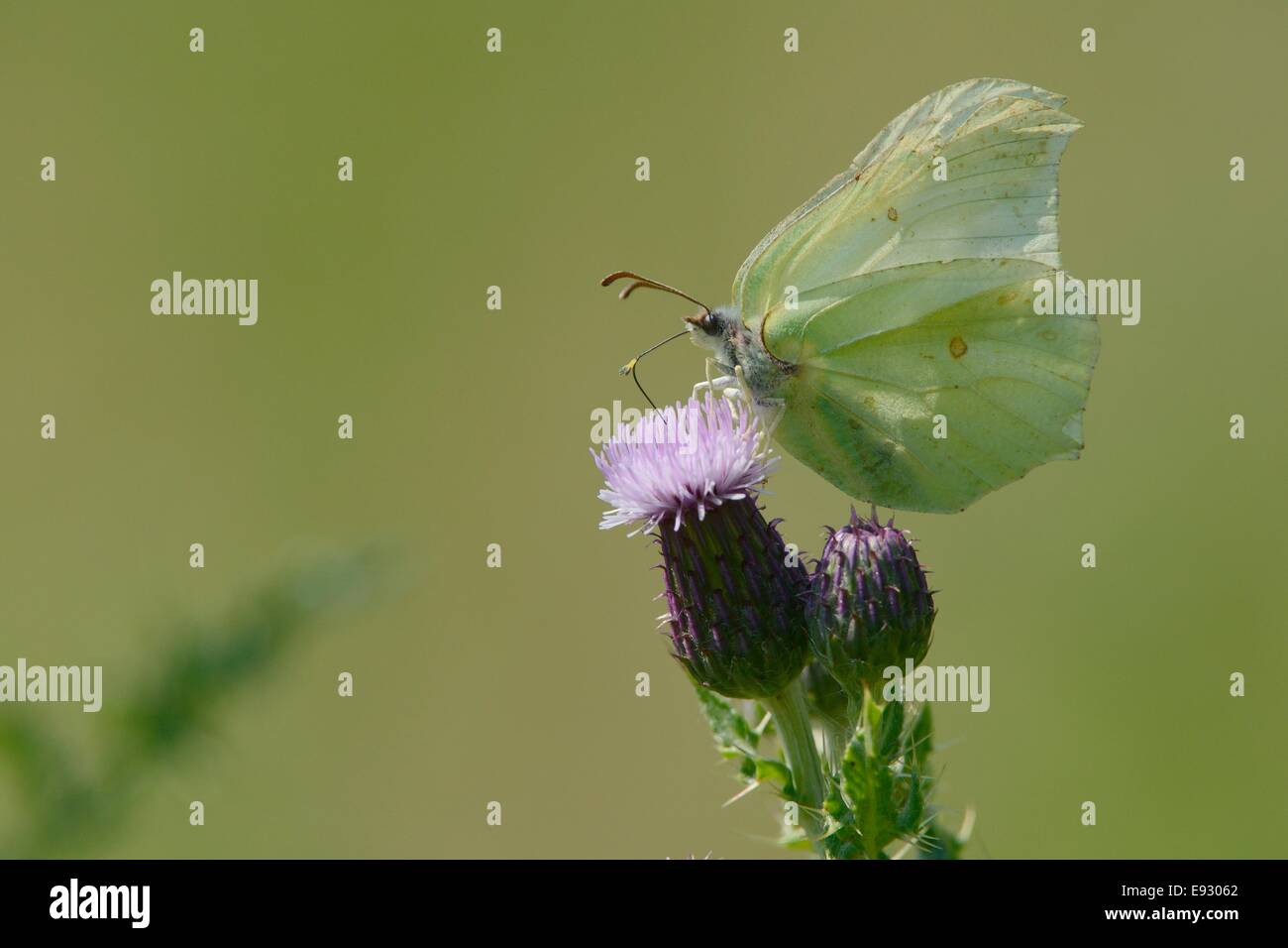 Brimstone butterfly (Gonepteryx rhamni) feeding on a Creeping thistle flower (Cirsium arvense) in a chalk grassland meadow. Stock Photo