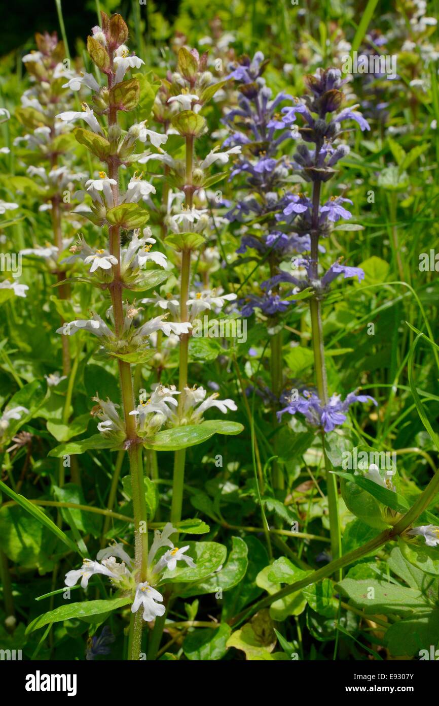 Bugle flowers hires stock photography and images Alamy