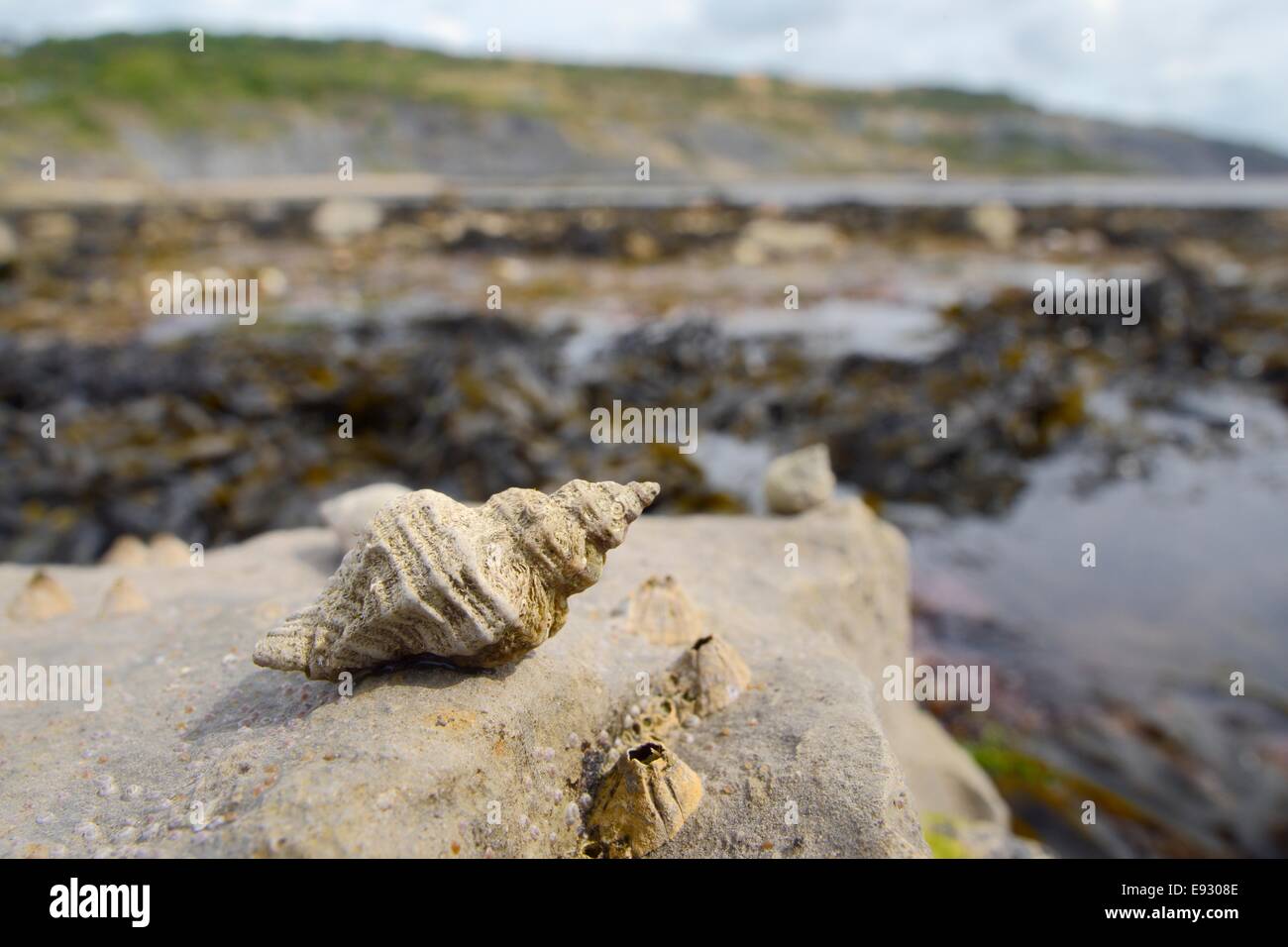 European oyster drill / Sting winkle (Ocenebra erinacea) a pest of oyster beds, on rocks low on the shore, Lyme Regis. Stock Photo