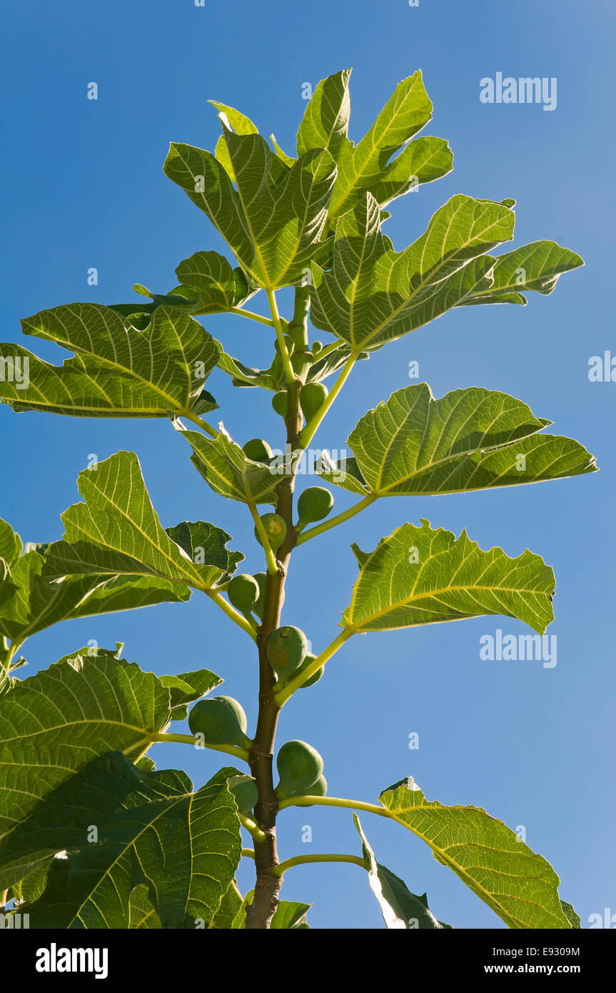 Common fig - Ficus carica, Branch, Brenes, Seville province, Region of Andalusia, Spain, Europe Stock Photo