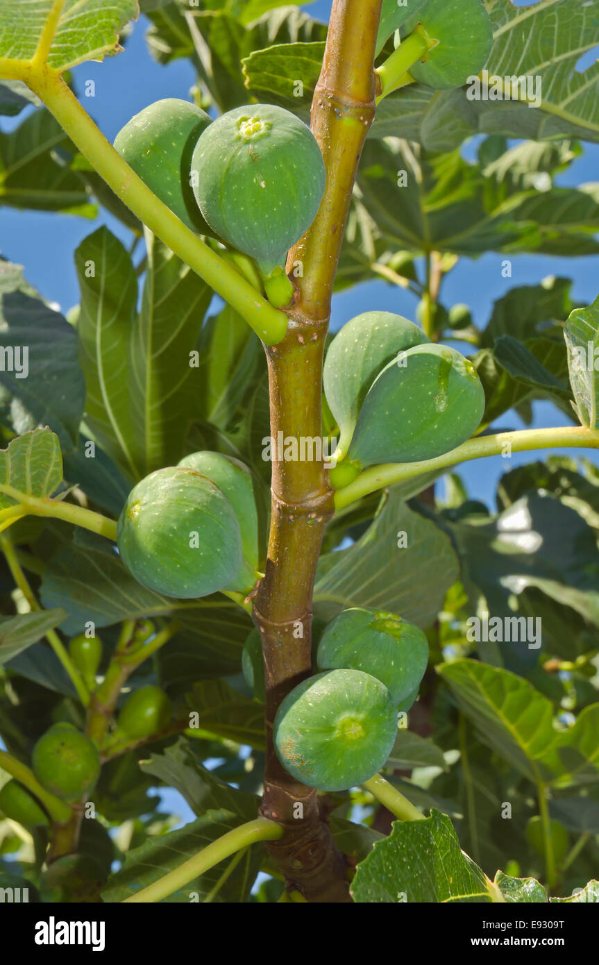 Common fig Ficus carica, Foliage and fruits, Brenes, Seville province