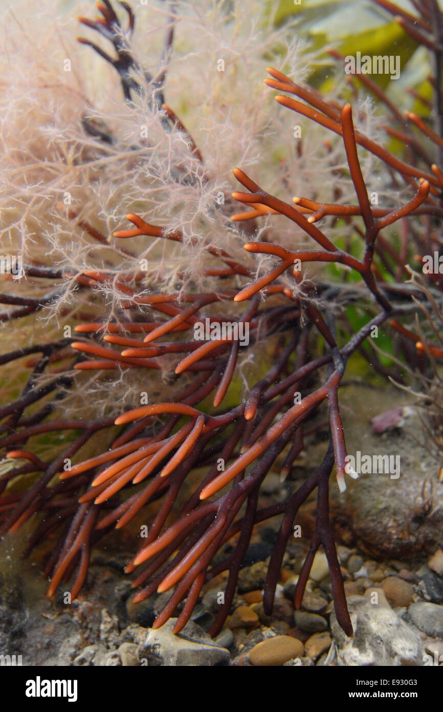 Discoid forkweed (Polyides rotundus) growing in a rockpool alongside a feathery red alga (Ceramium sp.), Lyme regis, Dorset ,UK. Stock Photo