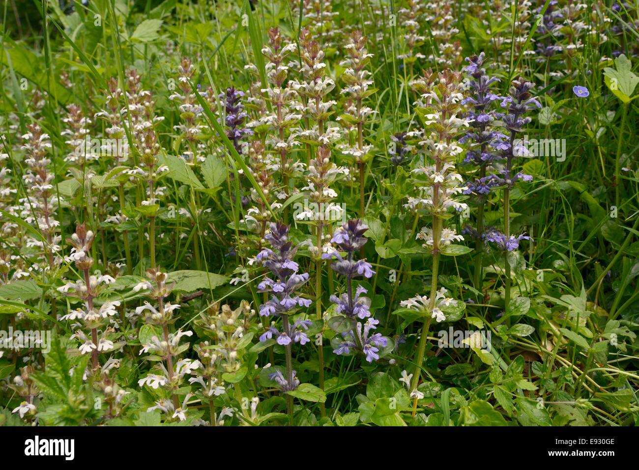 Bugle flowers hires stock photography and images Alamy