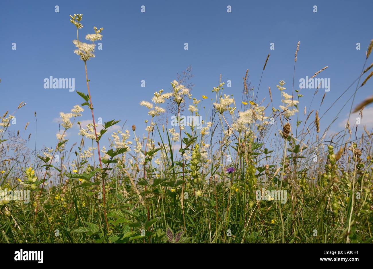 Meadowsweet (Filipendula ulmaria) flowering in a damp lowland hay meadow, Wiltshire, UK, July. Stock Photo