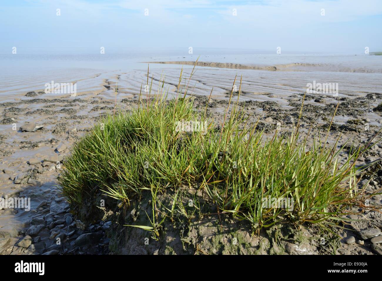 Saltmarsh mud on the Severn estuary stabilised by flowering Spartina / Cord grass (Spartina anglica), Somerset, UK, September. Stock Photo