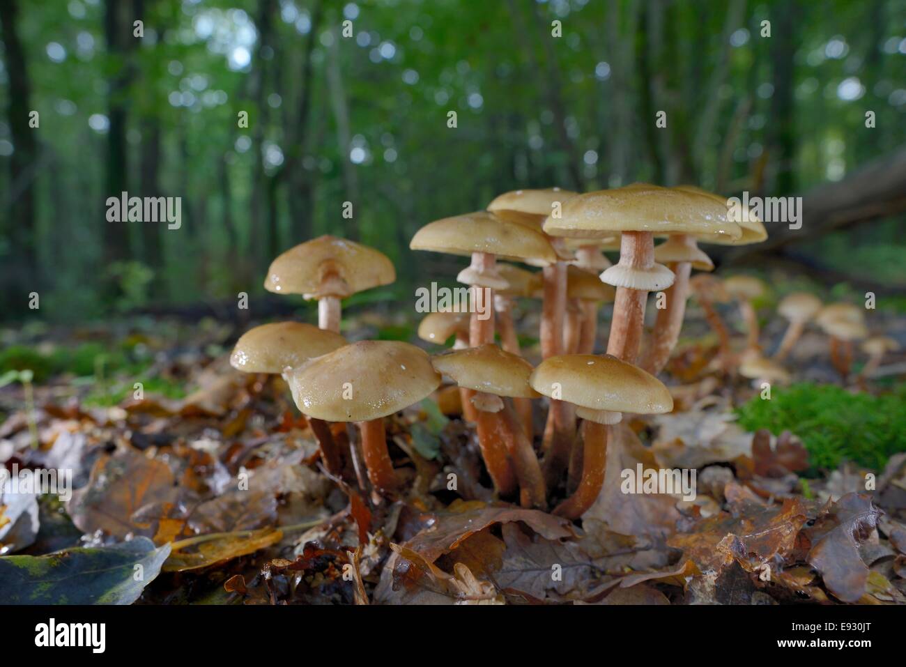 Clump of Honey fungus (Armillaria mellea) growing among leaf litter in deciduous woodland, Gloucestershire, UK, October. Stock Photo