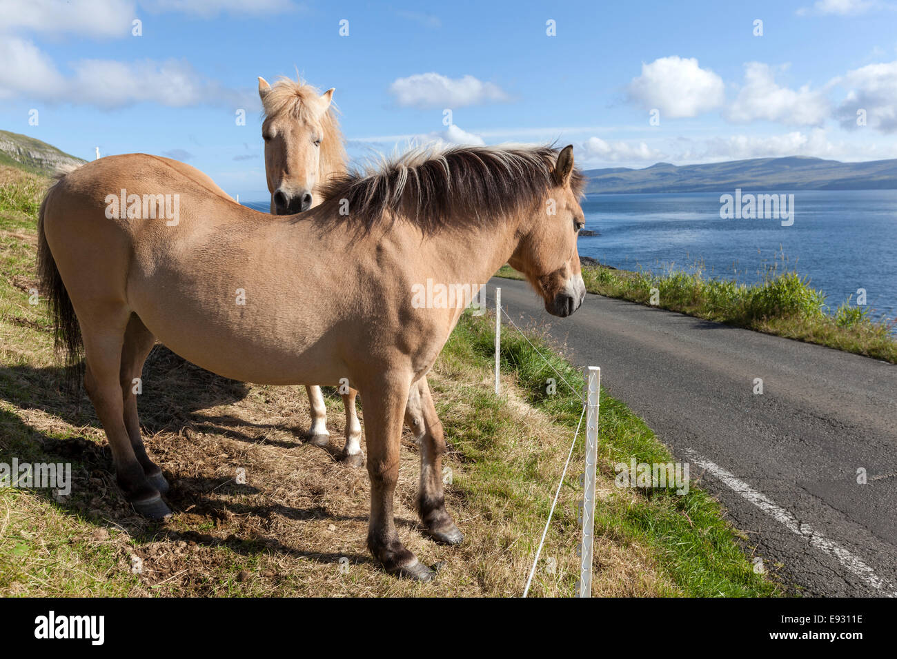 Horses in Kirkjubøur, Streymoy island Stock Photo