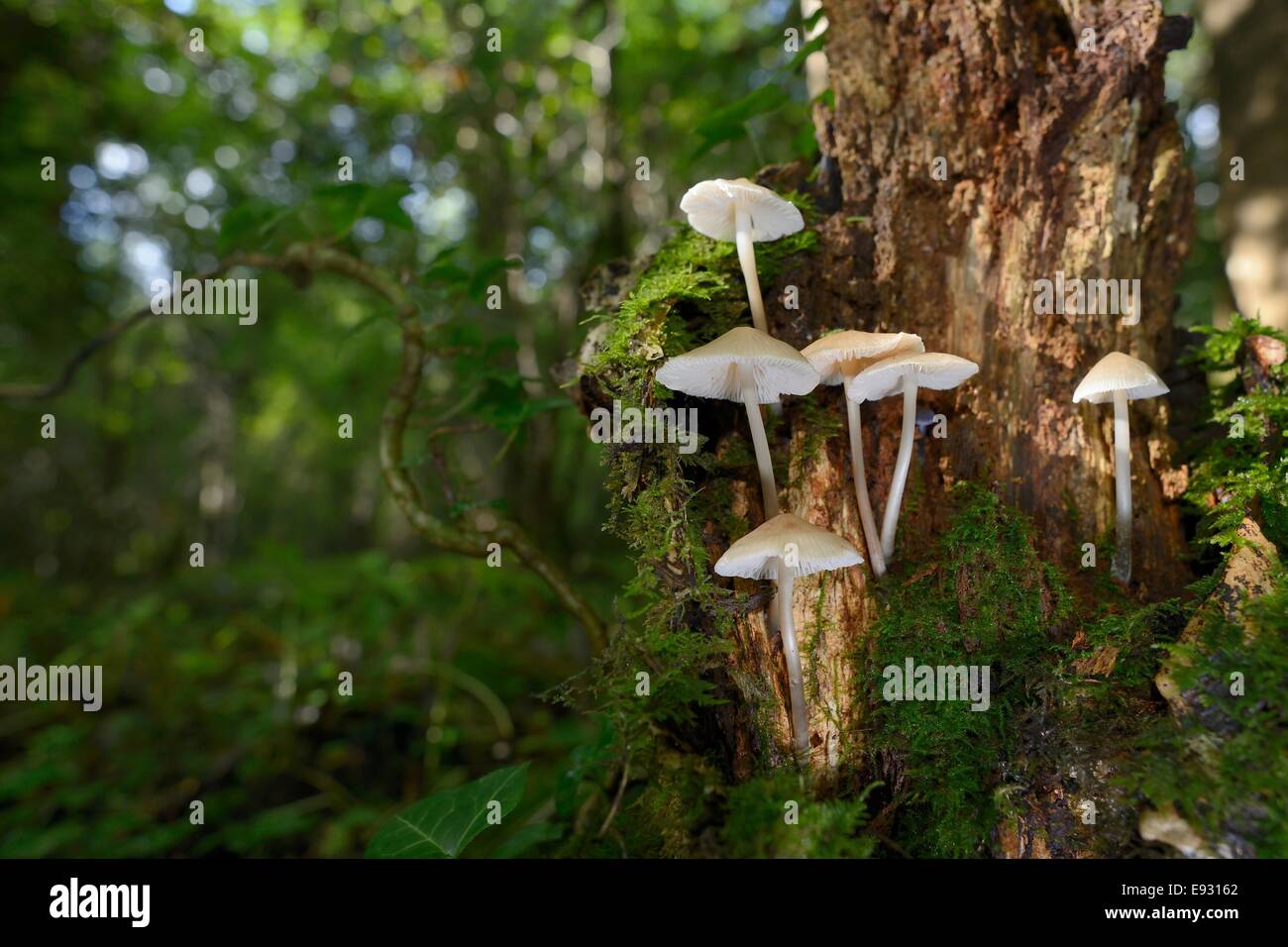 Common bonnet mushrooms (Mycena galericulata) growing from a rotting treestump in deciduous woodland, Gloucestershire, UK. Stock Photo