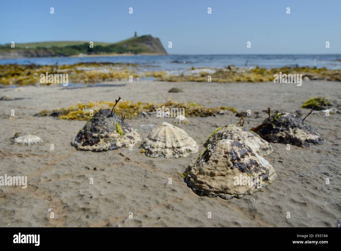 Common limpets (Patella vulgata) attached to rocks exposed at low tide, Kimmeridge, Dorset, UK, July. Stock Photo
