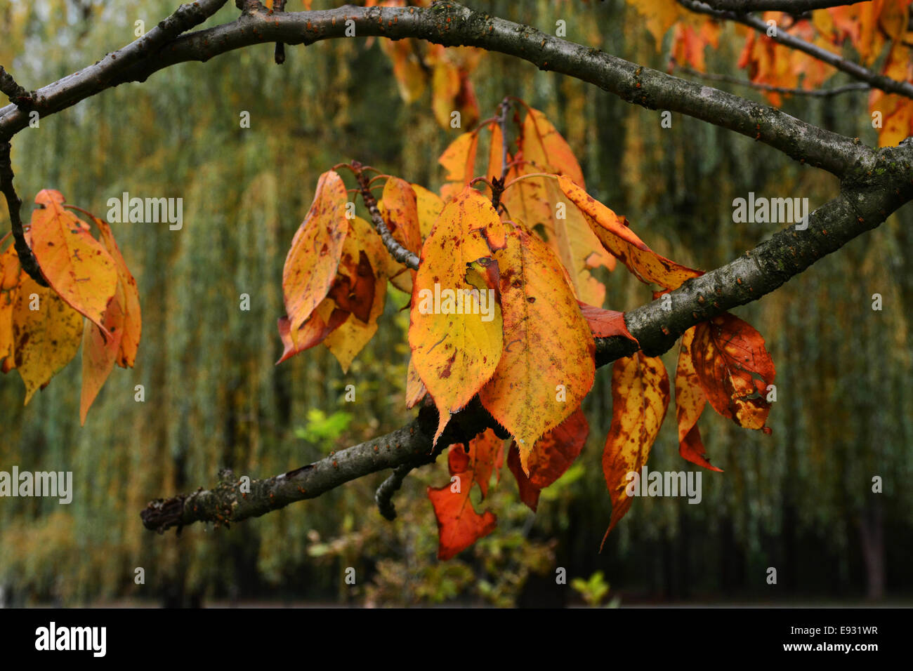 Yellow Autumn Leaves in the Park Stock Photo - Alamy